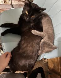 Lost Male Cat last seen Alvis Backroad Bar & Grill, Tamaroa, IL 62888