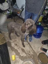 Reunited Female Dog last seen 164th/SantaFe  by crest, Edmond, OK 73013