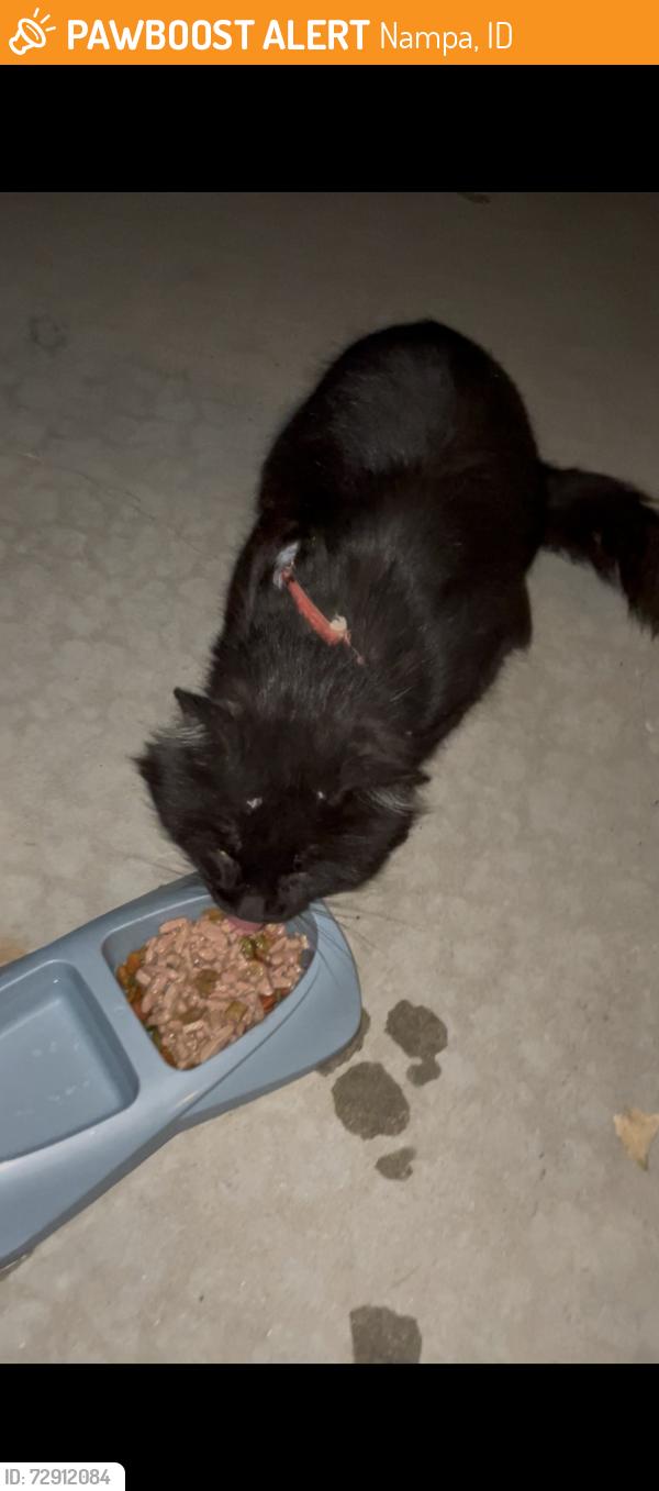 Found/Stray Unknown Cat last seen Grays lane and whistler lane, Nampa, ID 83687