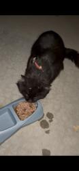Found/Stray Unknown Cat last seen Grays lane and whistler lane, Nampa, ID 83687