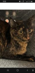 Lost Female Cat last seen Washoe dr, Washoe County, NV 89704