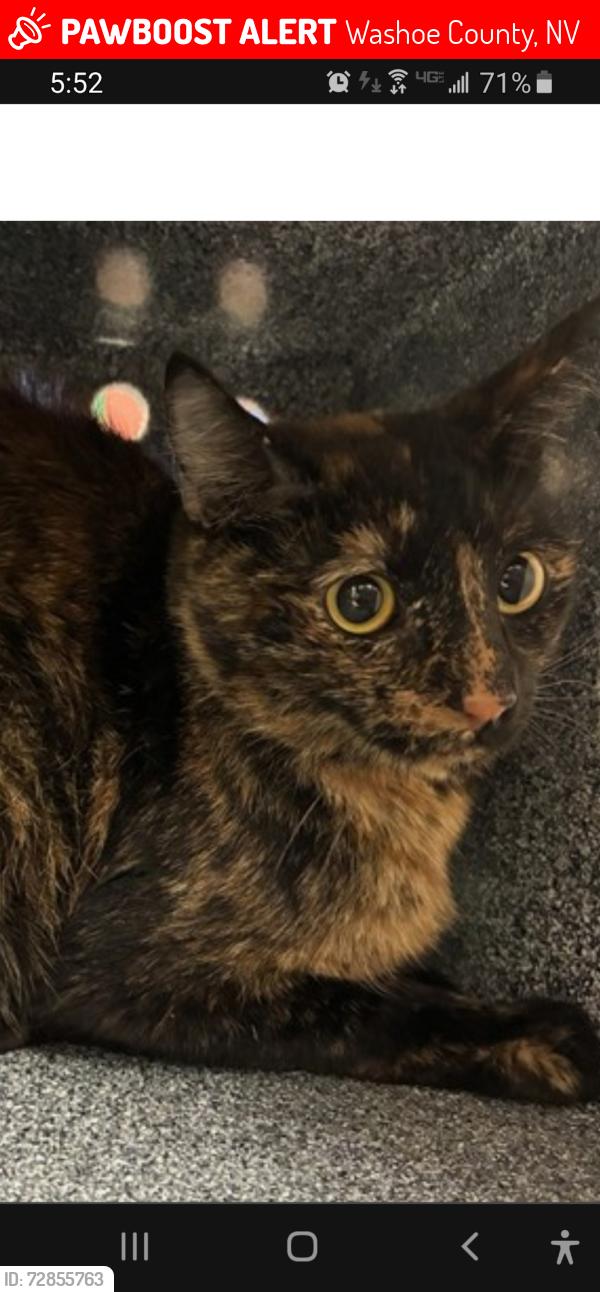 Lost Female Cat last seen Washoe dr, Washoe County, NV 89704