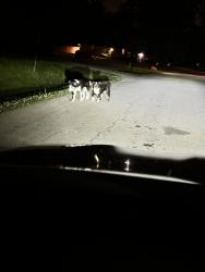 Found/Stray Unknown Cat last seen Devon lake, Indianapolis, IN 46226