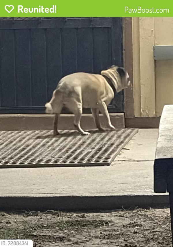 Reunited Unknown Dog last seen Bernadine Ave , El Paso, TX 79915