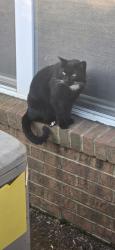 Reunited Male Cat last seen Mainstreet Square apmts, Holly Springs, NC 27540