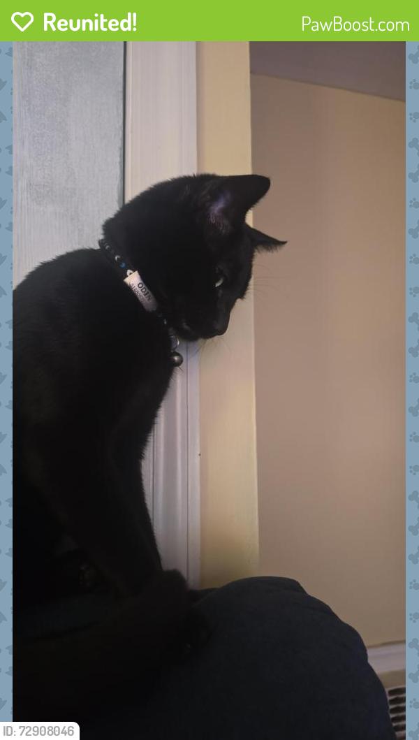 Reunited Male Cat last seen Eastwood ave and Nicolls rd, Deer Park, NY 11729