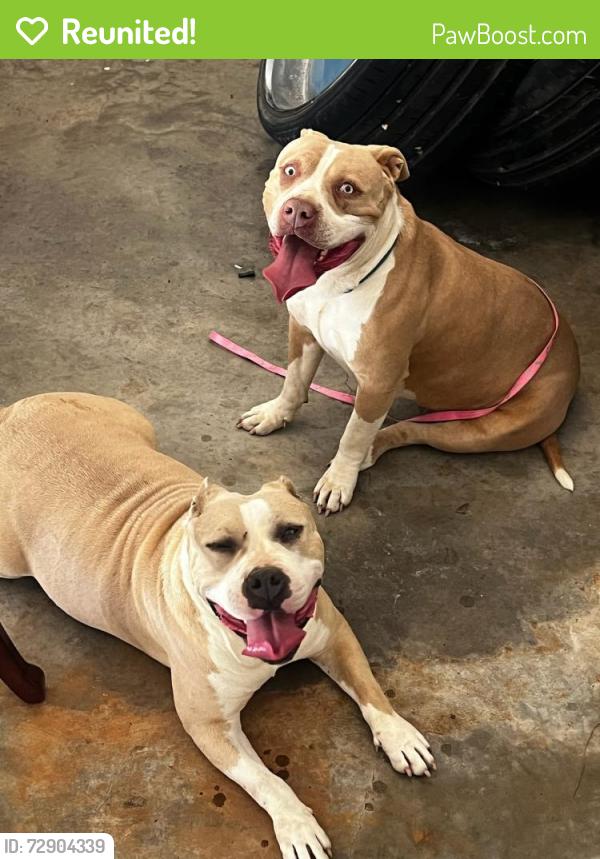 Reunited Female Dog last seen Skyland Blvd , Tuscaloosa, AL 35405