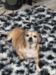 Lost Female Dog last seen Echota way, Bethsaida Dr In Riverdale Ga , Clayton County, GA 30296