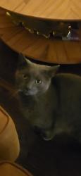 Lost Male Cat last seen Near royal glen blvd, Murfreesboro, TN 37128