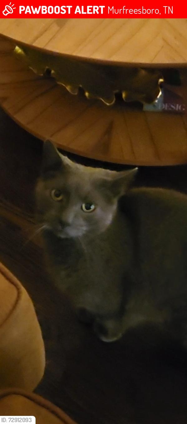 Lost Male Cat last seen Near royal glen blvd, Murfreesboro, TN 37128