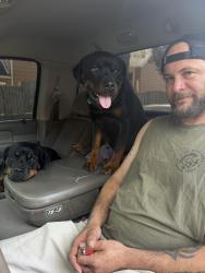 Lost Female Dog last seen Holland sylvania/ hill ave, Toledo, OH 43615