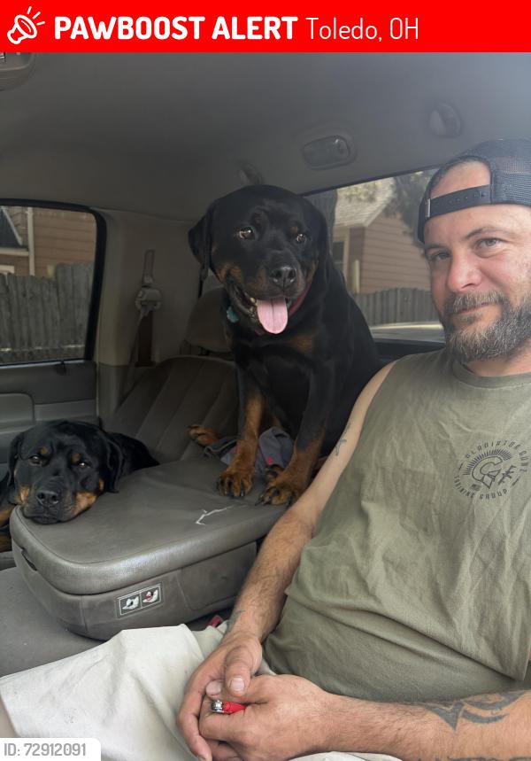 Lost Female Dog last seen Holland sylvania/ hill ave, Toledo, OH 43615