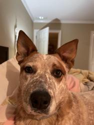 Lost Male Dog last seen I can’t remember , Henry County, GA 30016