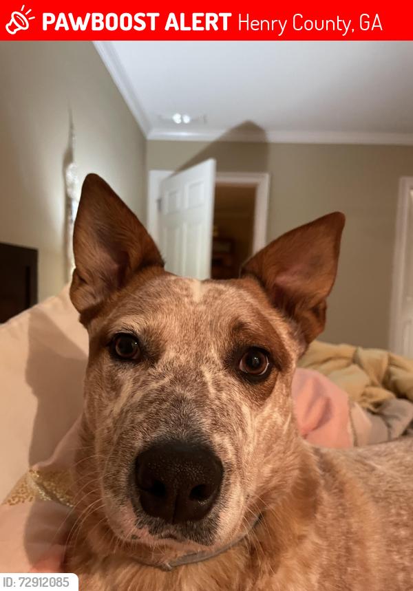 Lost Male Dog last seen I can’t remember , Henry County, GA 30016