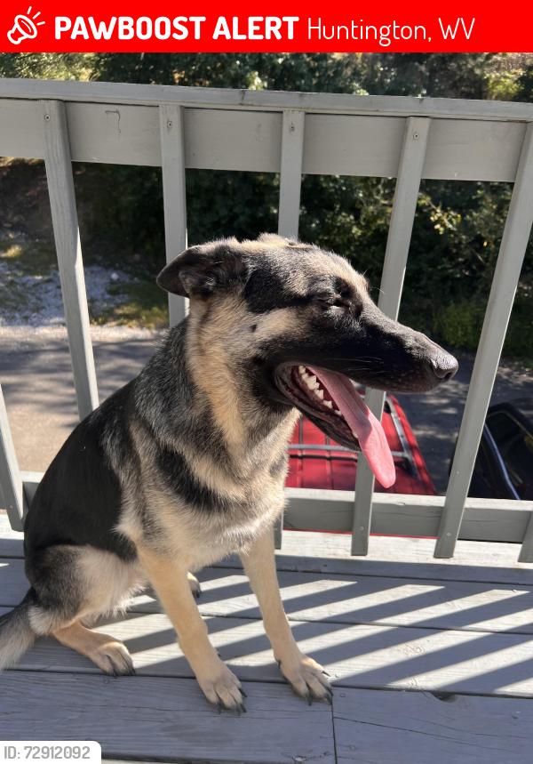 Lost Female Dog last seen DMV area, Huntington, WV 25704