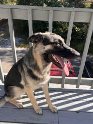 Lost Female Dog last seen DMV area, Huntington, WV 25704