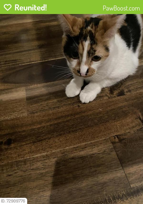 Reunited Female Cat last seen Via Zumaya and Via Valdes, Palos Verdes Estates, CA 90274