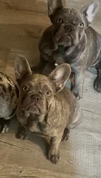 Reunited Female Dog last seen Sunglow, Victorville, CA 92392