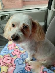Lost Female Dog last seen Over by Ace hardware, Rupert, ID 83350
