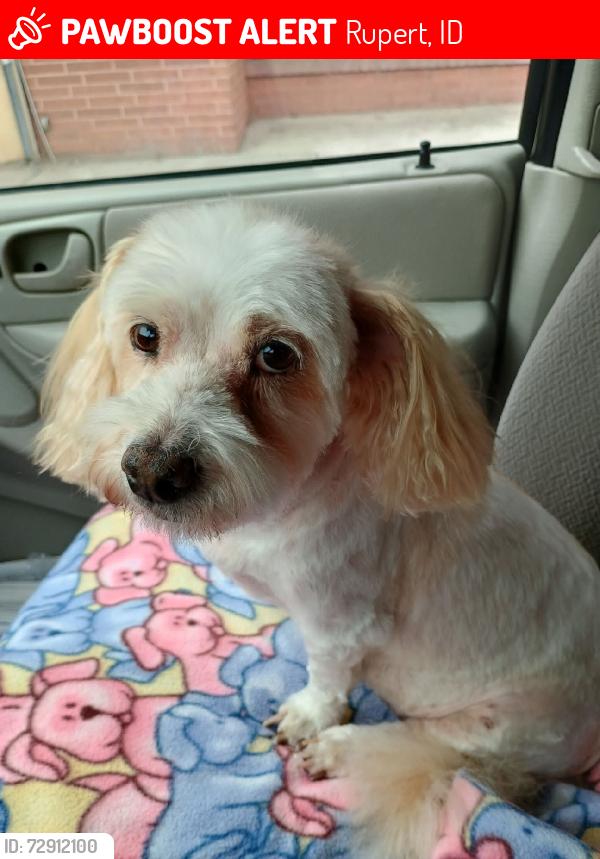 Lost Female Dog last seen Over by Ace hardware, Rupert, ID 83350