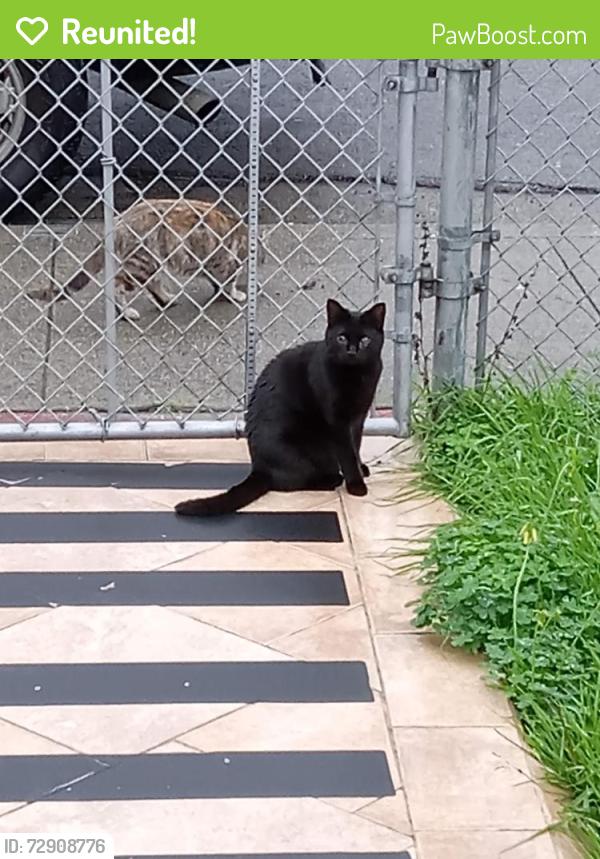 Reunited Female Cat last seen Lark street, San Leandro, CA 94578