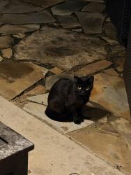 Found/Stray Unknown Cat last seen Shannon creek, Burleson, TX 76028