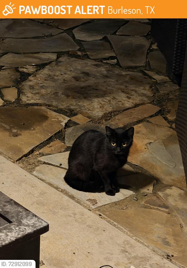 Found/Stray Unknown Cat last seen Shannon creek, Burleson, TX 76028