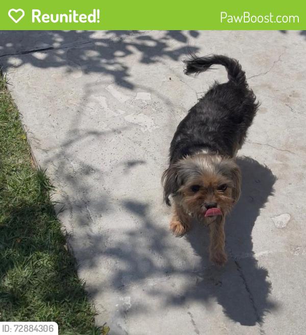 Reunited Male Dog last seen 93rd & McKinley , Los Angeles, CA 90002