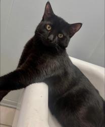 Reunited Male Cat last seen E 95th St & Compton Ave Los Angeles, CA  90002 United States, Compton, CA 90220