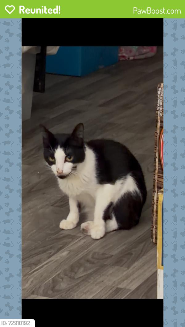 Reunited Male Cat last seen GOSS ST AND PINE ST., OAKLAND. CA   94607, Oakland, CA 94607