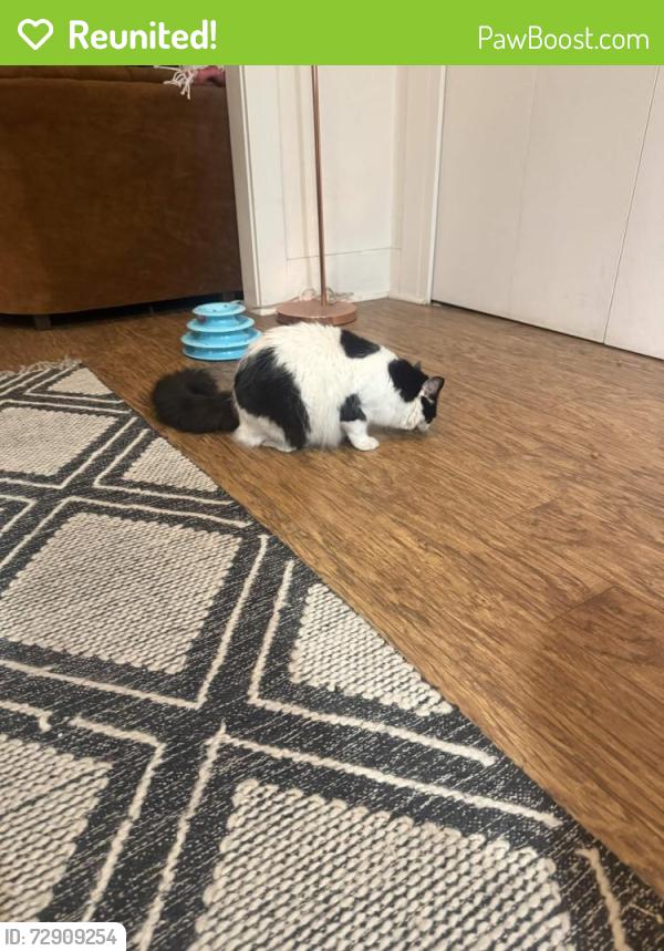Reunited Female Cat last seen Avocado and Rodney Street, Los Feliz, Los Angeles, CA 90027