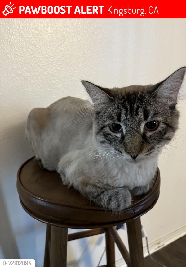 Lost Male Cat last seen Harold St & S Academy Ave, Kingsburg, CA 93631