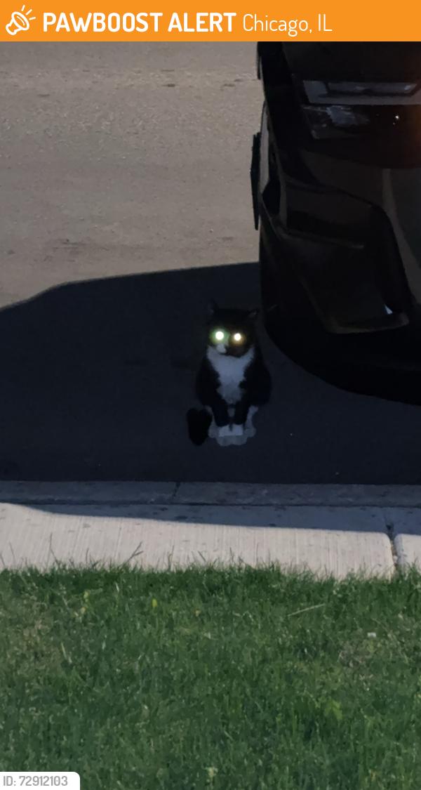 Found/Stray Unknown Cat last seen Pulaski and Oakdale, Chicago, IL 60641