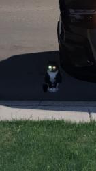Found/Stray Unknown Cat last seen Pulaski and Oakdale, Chicago, IL 60641