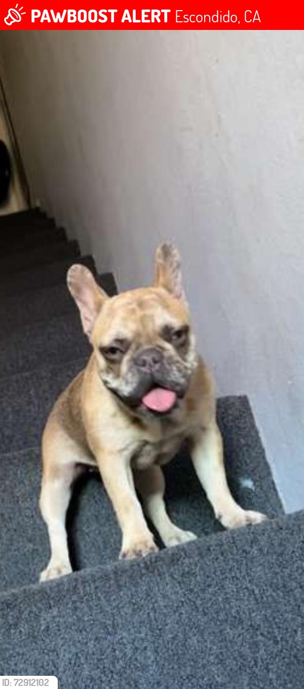 Lost Female Dog last seen Near e Washington ave , Escondido, CA 92025