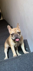 Lost Female Dog last seen Near e Washington ave , Escondido, CA 92025