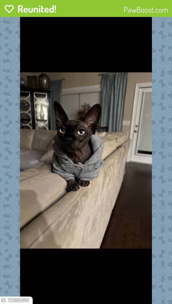 Reunited Male Cat last seen Lighthouse farms, Celina TX, Celina, TX 75009