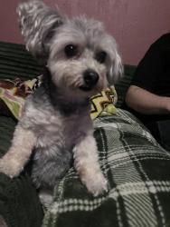 Found/Stray Male Dog last seen oak street old forge , Old Forge, PA 18518