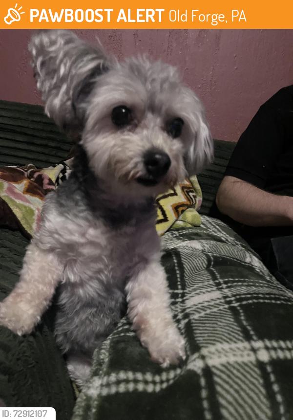 Found/Stray Male Dog last seen oak street old forge , Old Forge, PA 18518