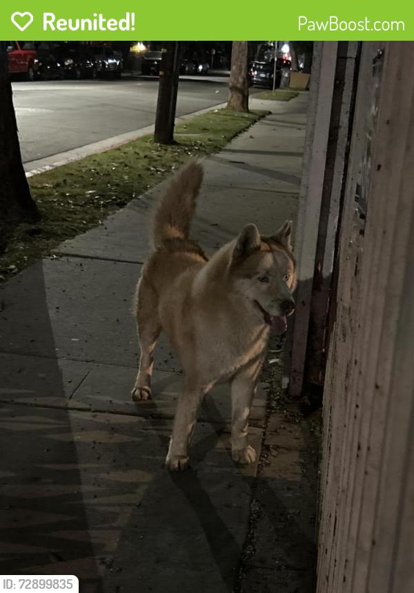 Reunited Male Dog last seen Bristol and McFadden , Santa Ana, CA 92704