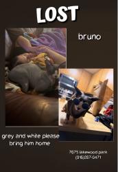Reunited Male Cat last seen Gerber, Sacramento, CA 95828