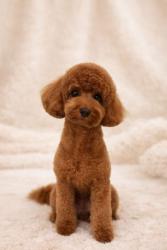 Lost Female Dog last seen Sierra vista ave by almonso park, Alhambra, CA 91801