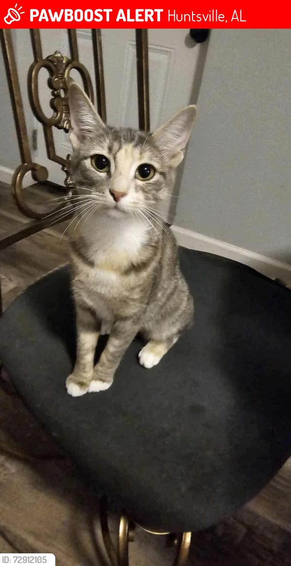 Lost Female Cat last seen Meadow Dr NW near Alabama Title Loans, Huntsville, AL 35816