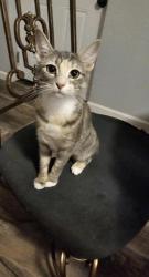 Lost Female Cat last seen Meadow Dr NW near Alabama Title Loans, Huntsville, AL 35816