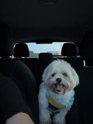 Found/Stray Male Dog last seen Westpark, Richmond, TX 77407
