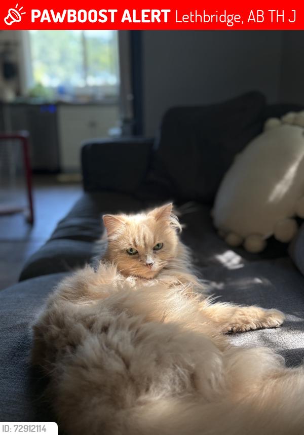 Lost Female Cat last seen Near ave N down from the Canadian Tire in the Dollarama Plaza, Lethbridge, AB T1H 3J7