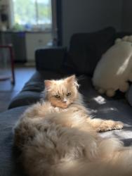Lost Female Cat last seen Near ave N down from the Canadian Tire in the Dollarama Plaza, Lethbridge, AB T1H 3J7