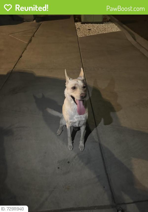 Reunited Male Dog last seen Capstone and Goldfinch, Fontana, CA 92336