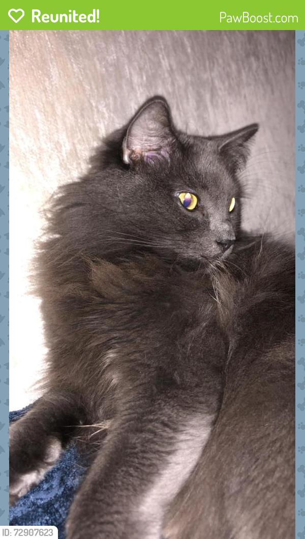 Reunited Male Cat last seen Andrew dr. , La Palma, CA 90623