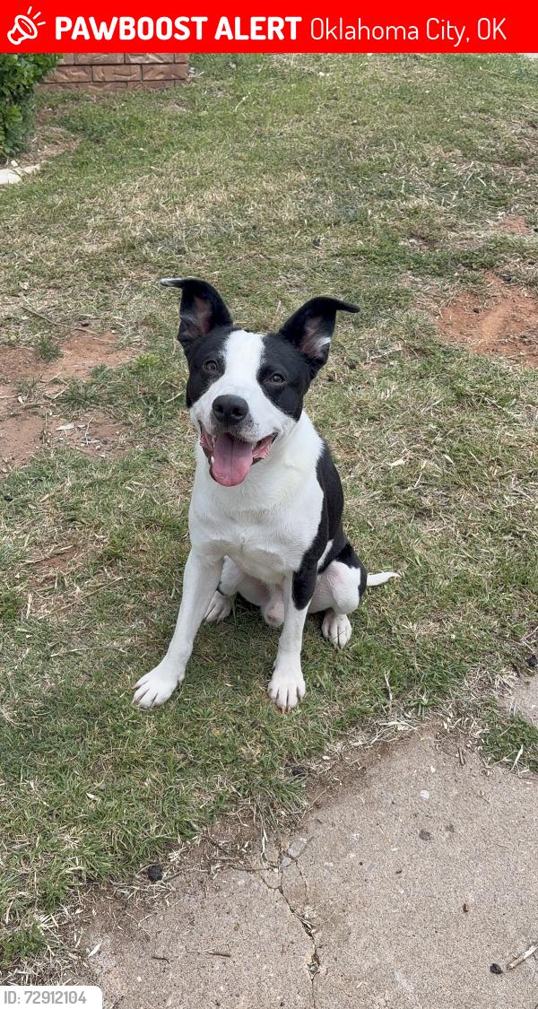 Lost Male Dog last seen Wilshire &7820 Lyrewood Ln. (Lakewood Estate) Oklahoma City, Ok , Oklahoma City, OK 73132